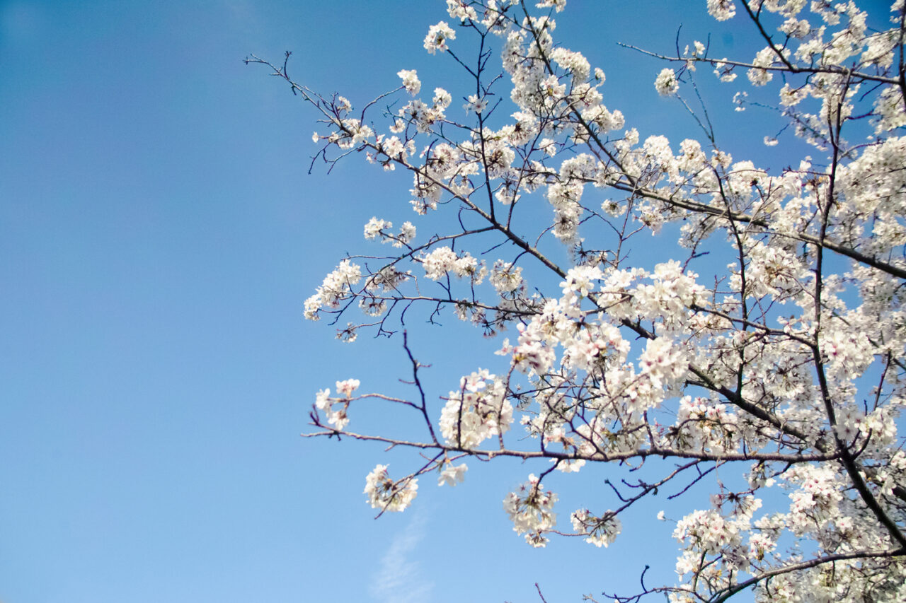 桜おすすめスポット