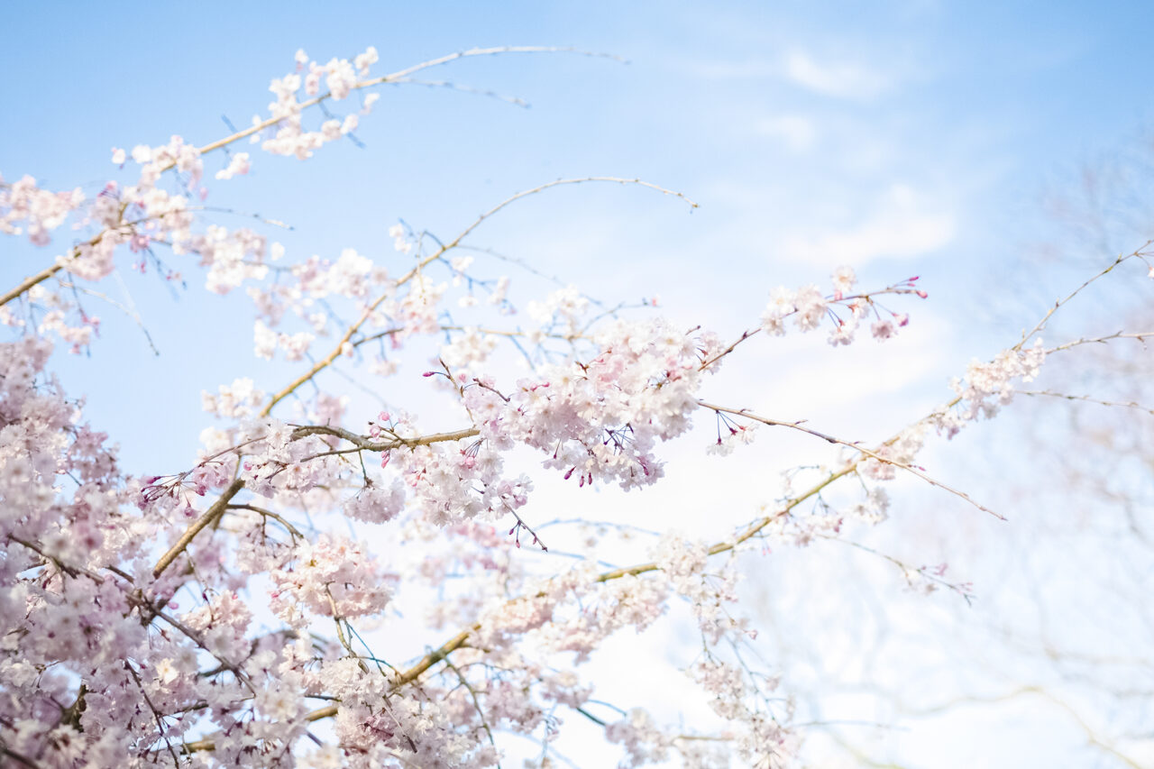 東山動植物園春まつり