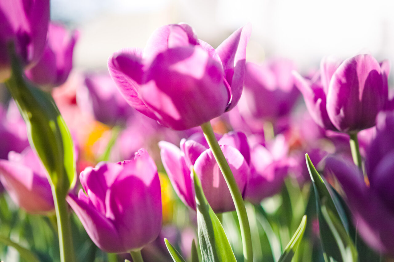 星が丘ガーデニングコンテスト