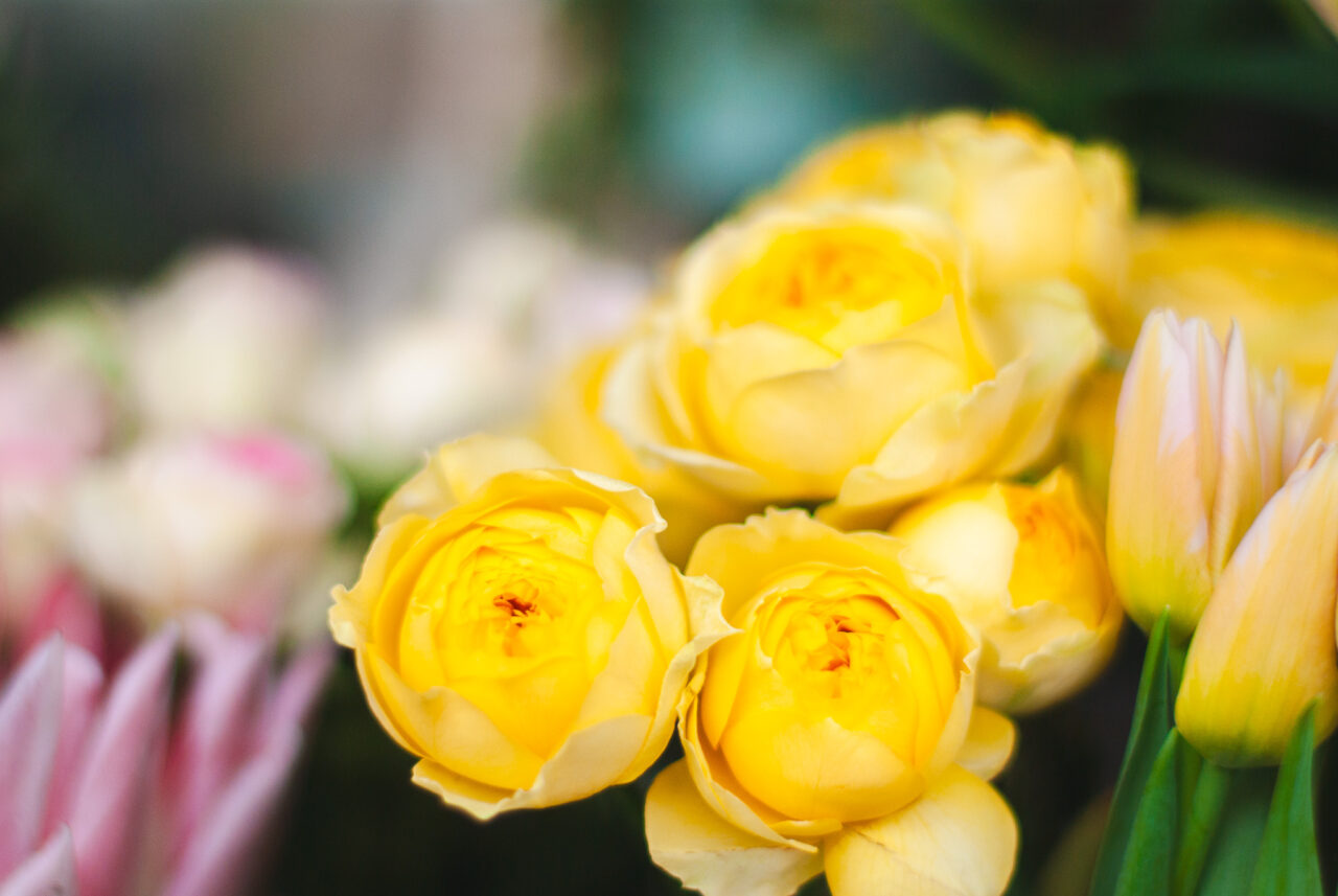 ニシヤマナガヤ