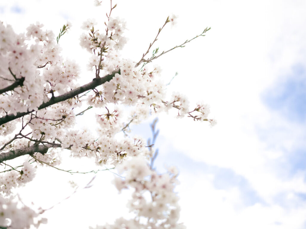 藤が丘さくらまつり