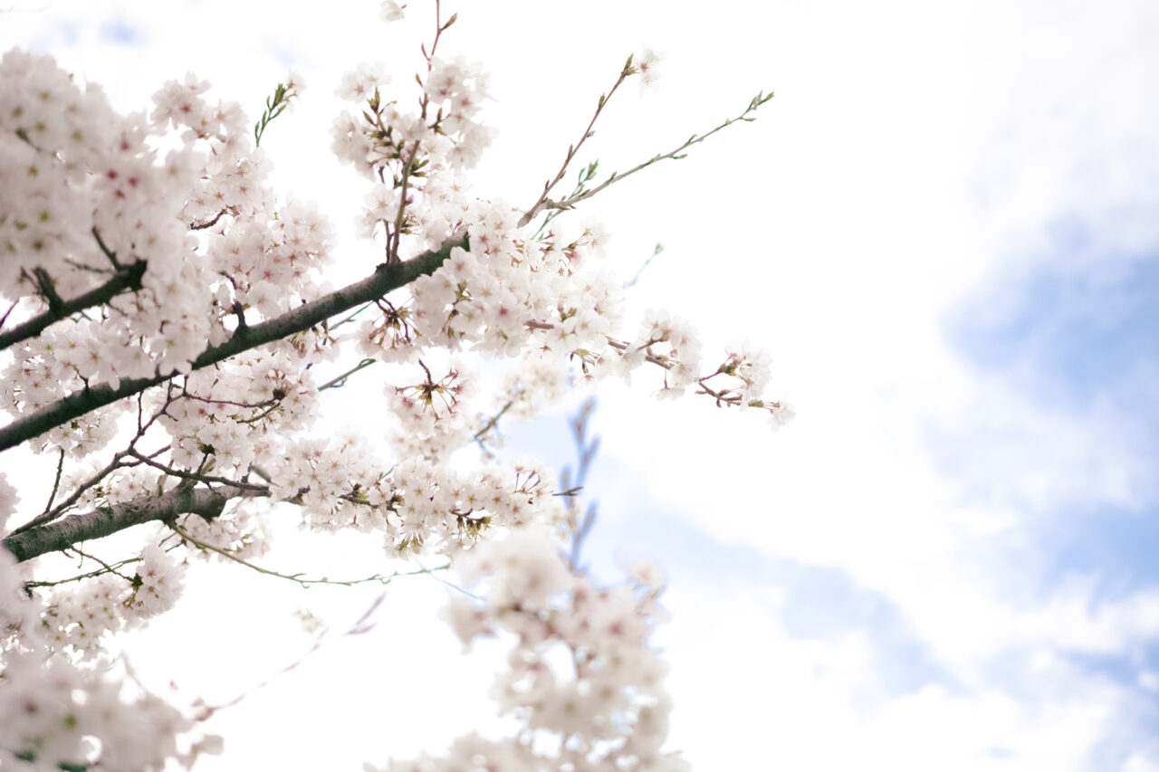 藤が丘さくらまつり