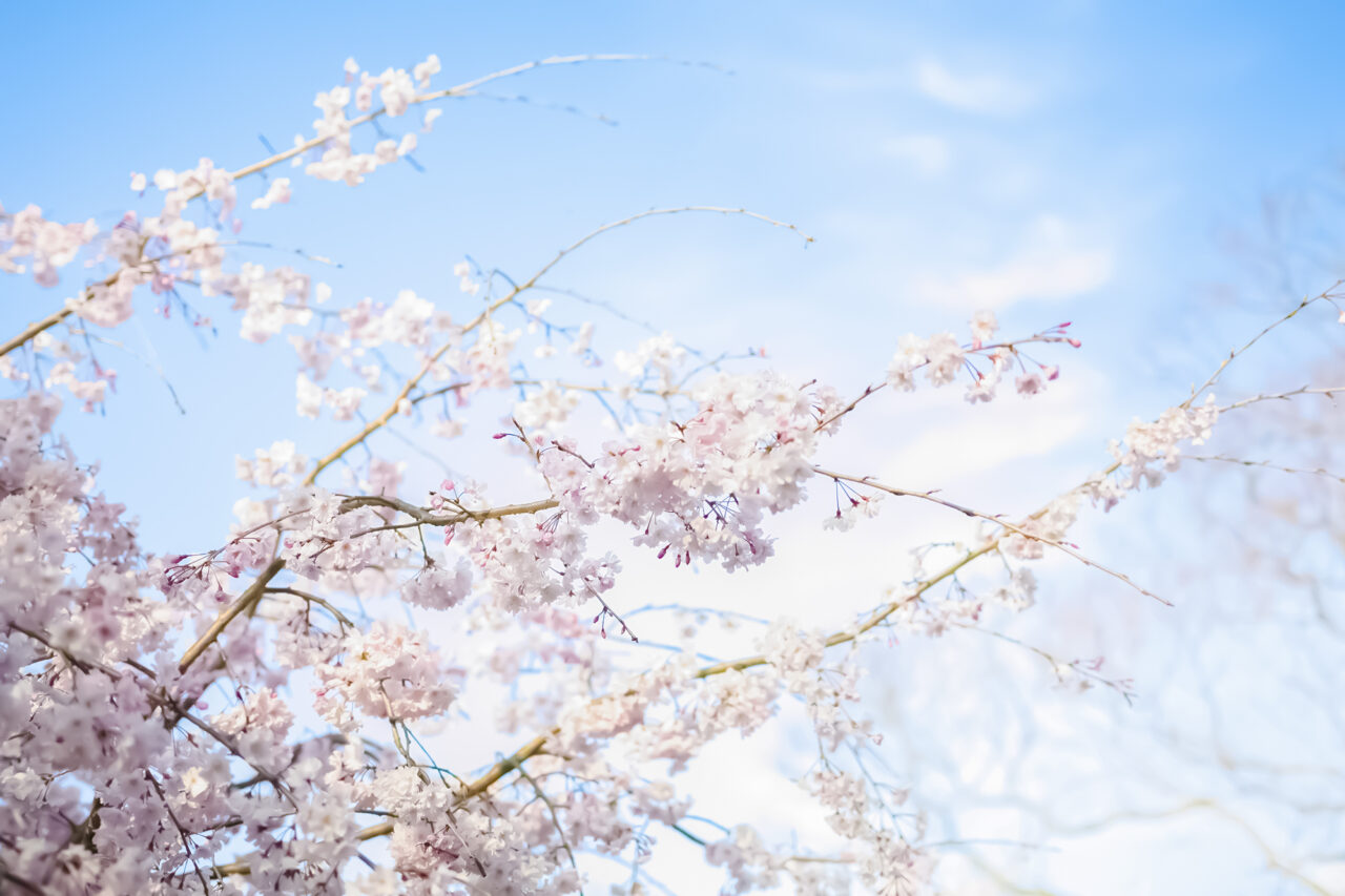 藤が丘さくらまつり