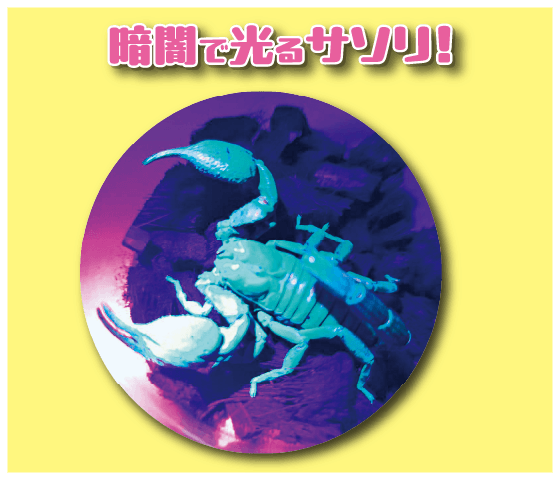 昆虫ランド