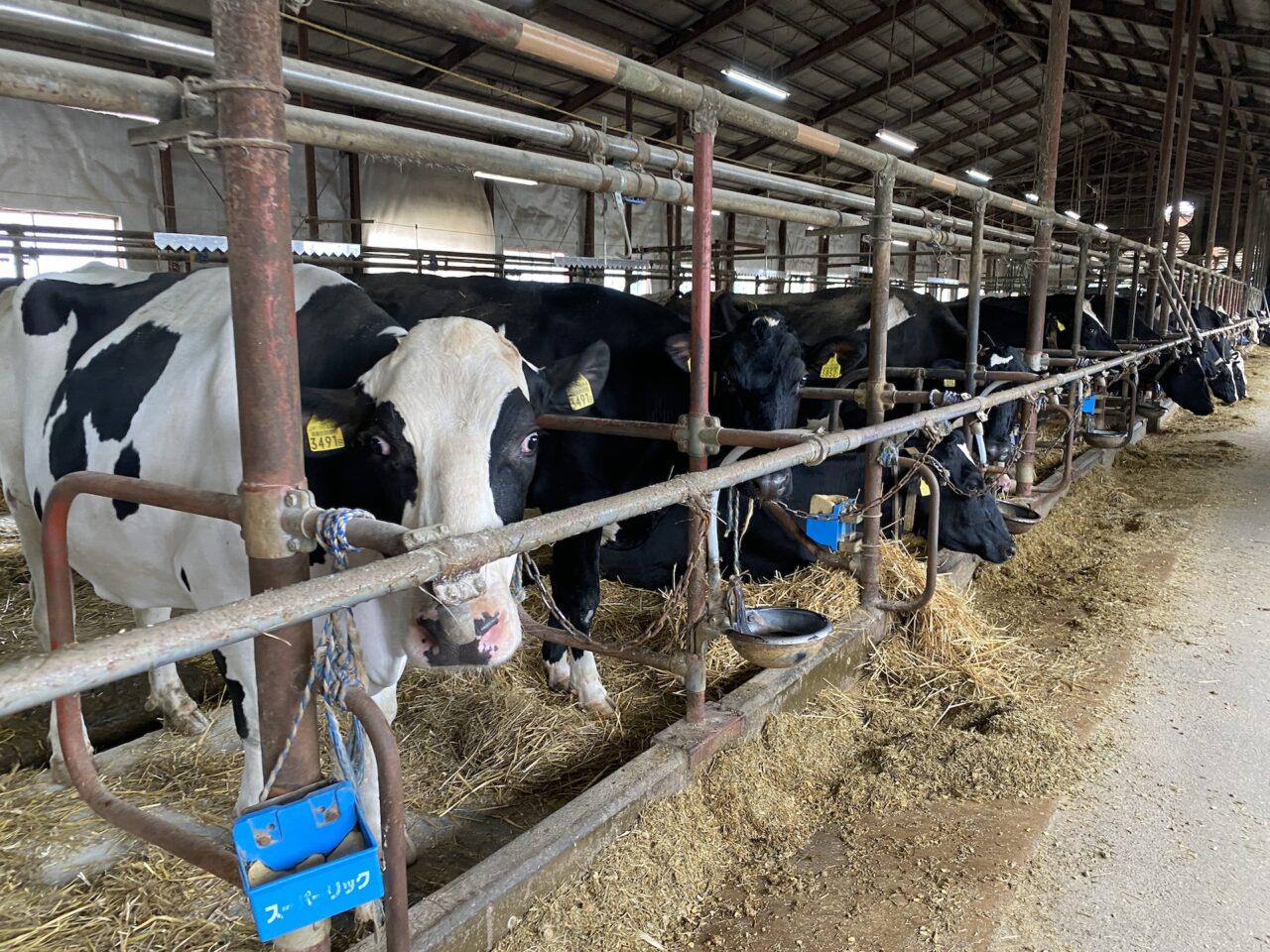 milkdodoreiku